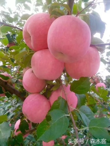 沂水县长虹果业园区