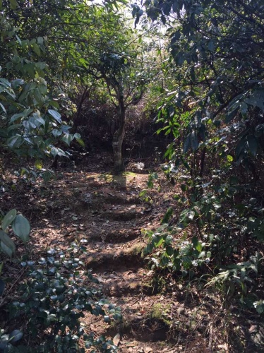 百叠岭茶文化生态旅游区