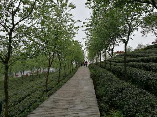 贵州湄潭象山茶博公园