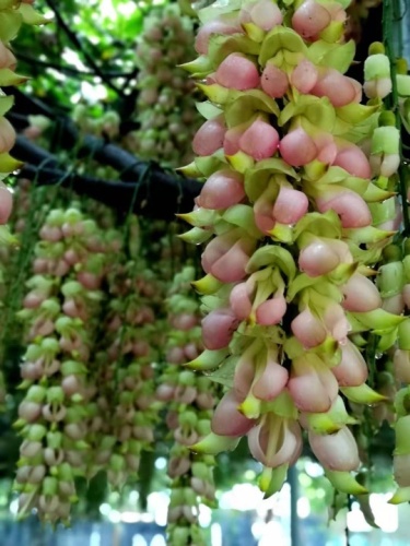 石壁湖禾雀花王国