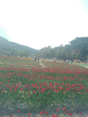 百花园