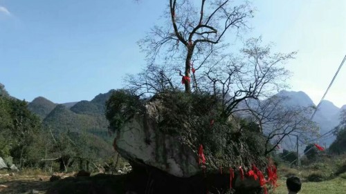 石生树
