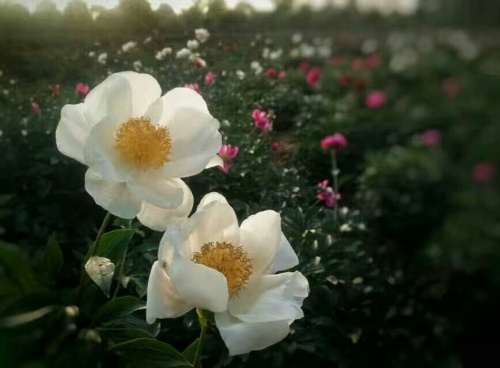 扬州芍药园