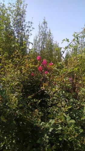 百花乐园