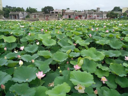 大湾古民居文化旅游区