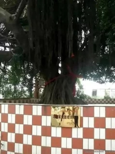 马垅榕树公园