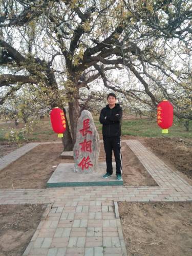 西八弓古梨园