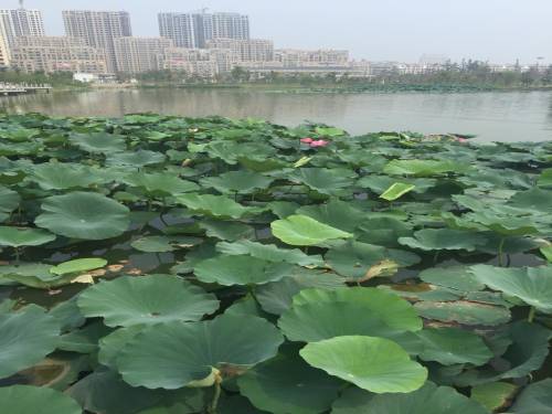 涟漪湖黄嘴白鹭省级自然保护区