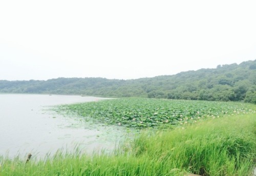 莲花湖公园