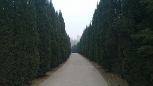 西苑森林公园