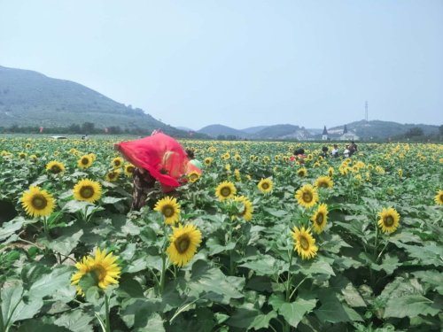 海滨花海公园