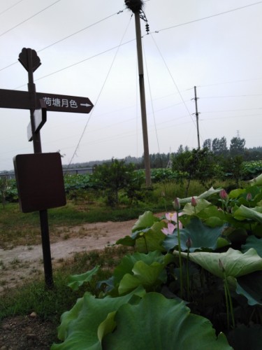 荷花园