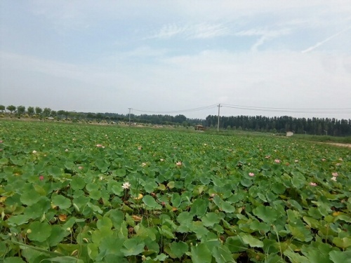 东张务湿地