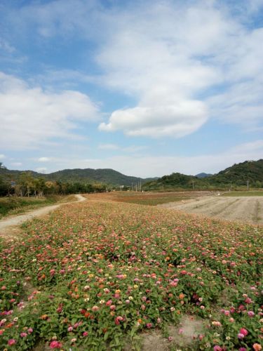 荪湖马鞭草花园