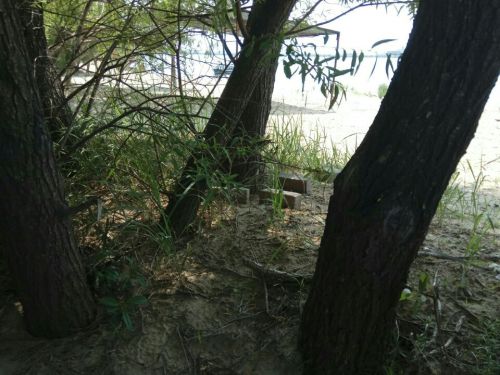 滨江湿地金沙滩风景区