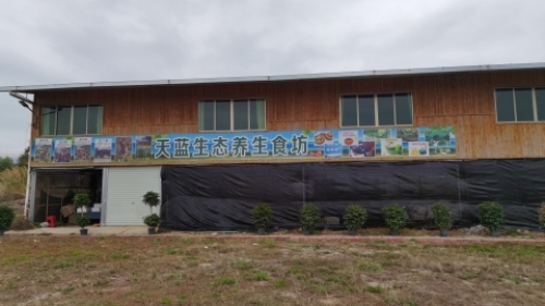 马岳村格桑花海
