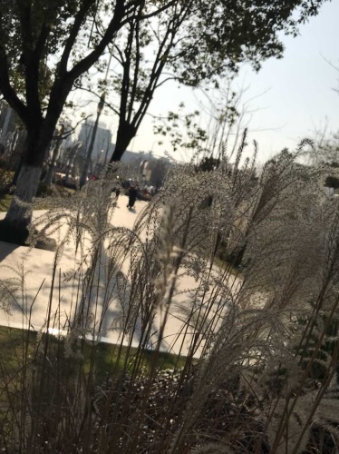 黄山园