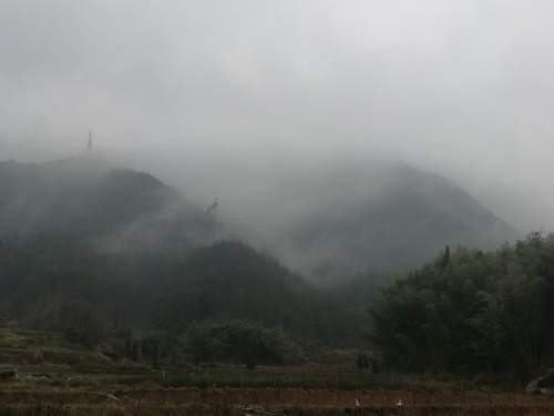 青坑古树群