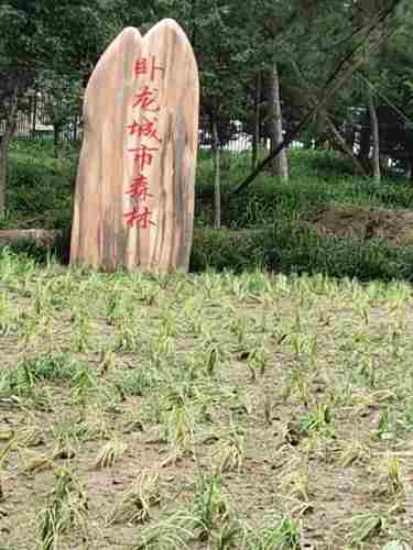 卧龙城市森林绿地