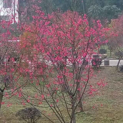 中国·沐川天适樱花园