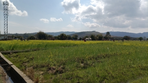 千亩油菜花基地