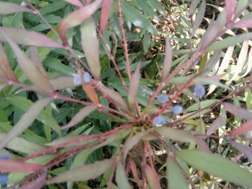 武侯金花镇玉兰花基地