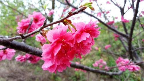 贵港市四季花田农业生态观光园
