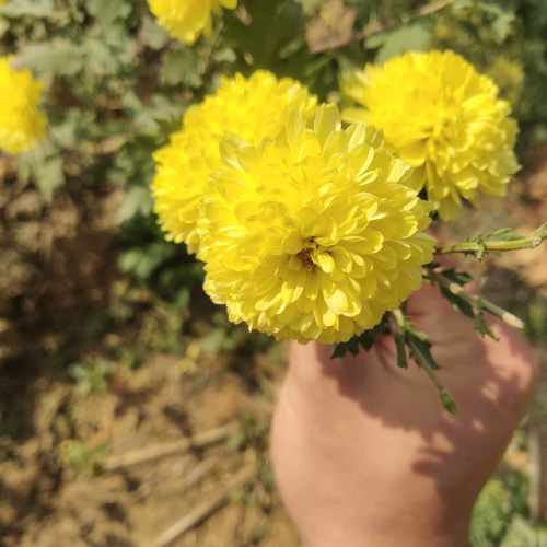 方城清河菊花园