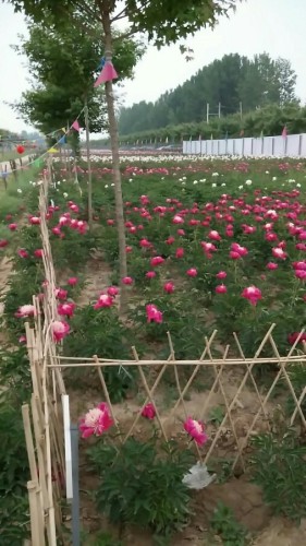 花乡芍药园