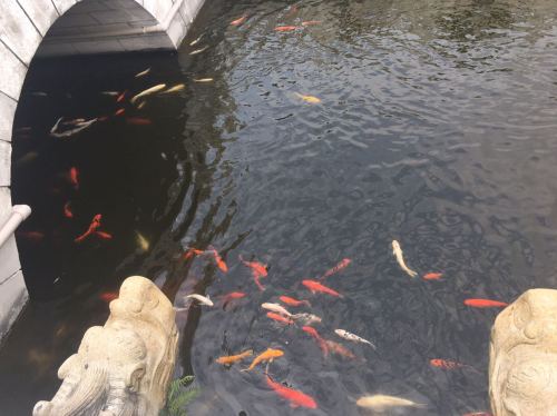 霞涌清泉花海