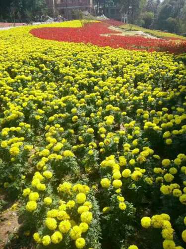 宜宾万花谷景区
