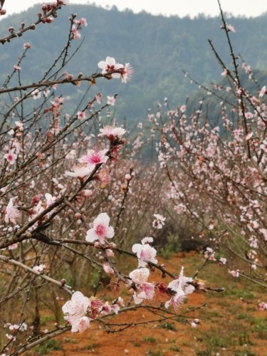龙川桃花源