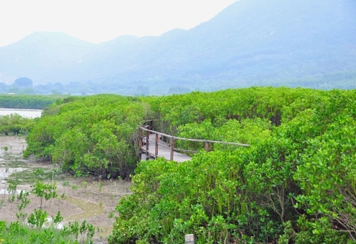 竹塔红树林自然保护区