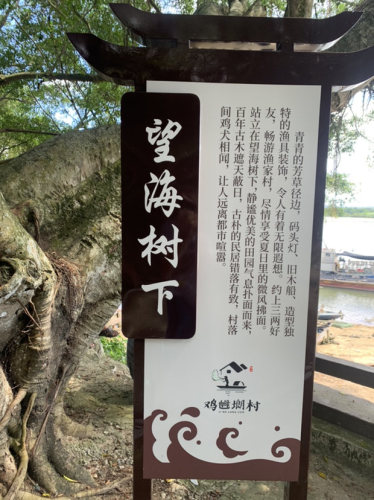 望海树下