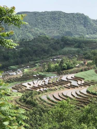 四峨山梯田