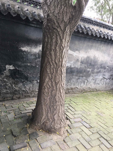 孔子闻韶处