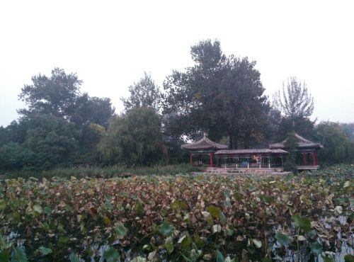 清华荷塘