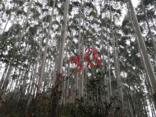 杜鹃池