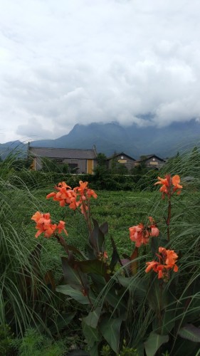 中国藏茶村