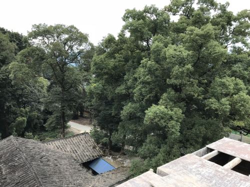 中国第一楠木林