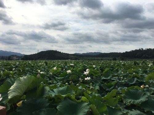 中国莲花景区(暂停开放)