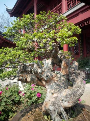 生态植物园