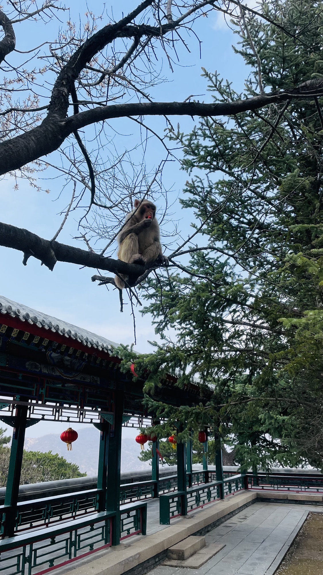 金顶妙峰山旅行图片
