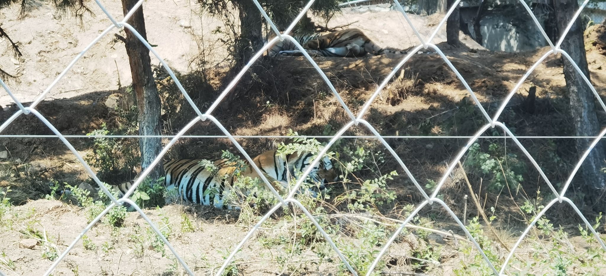 八达岭野生动物世界旅行图片