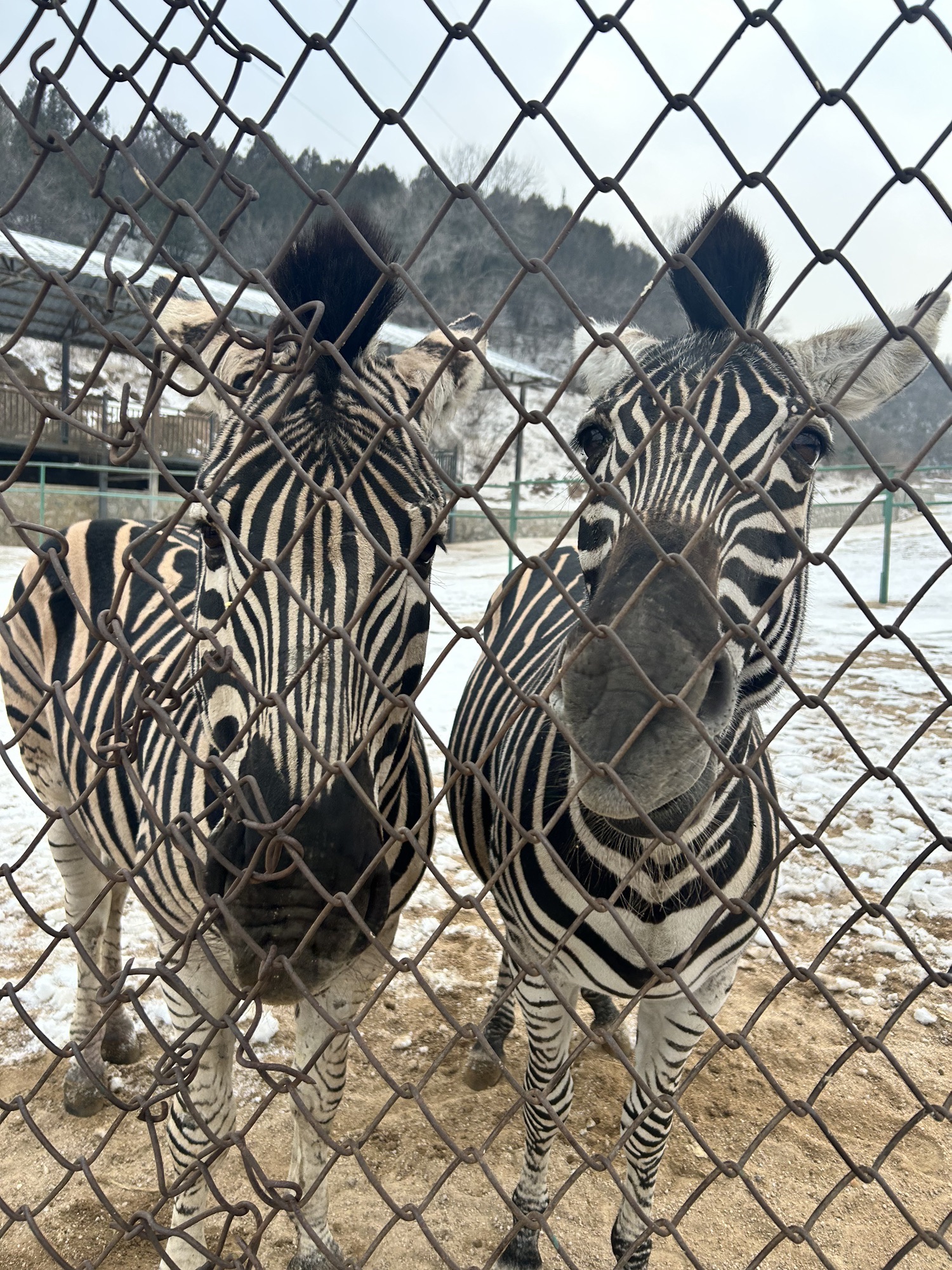 八达岭野生动物世界旅行图片