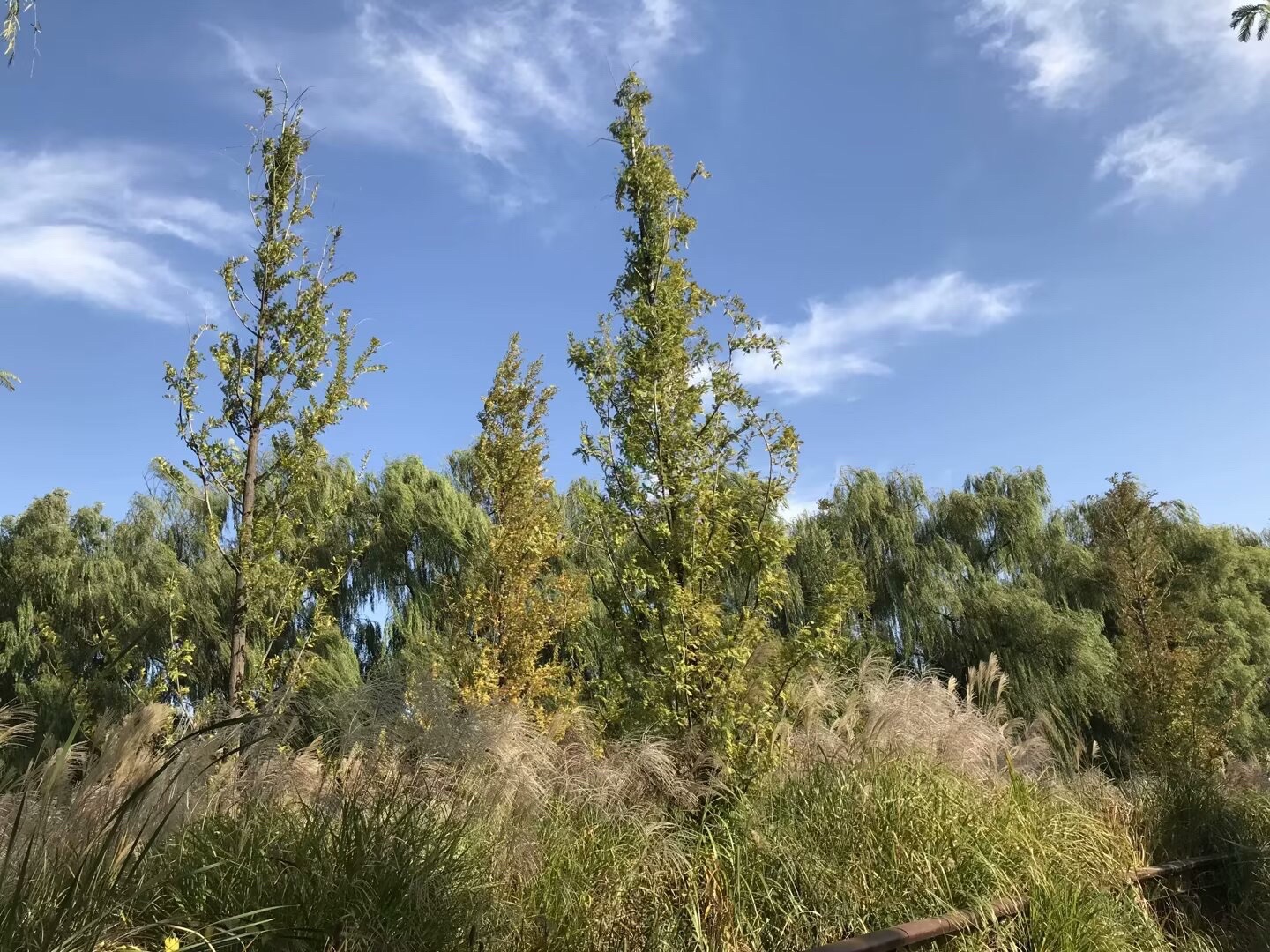 红领巾公园旅行图片
