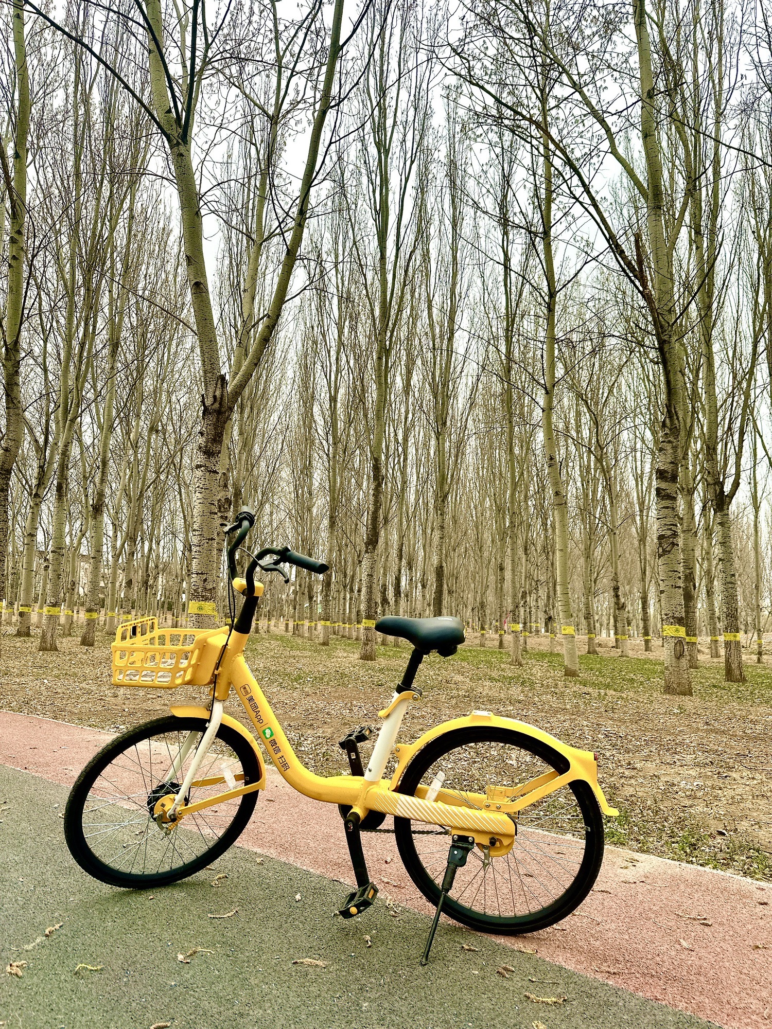 东坝公园旅行图片
