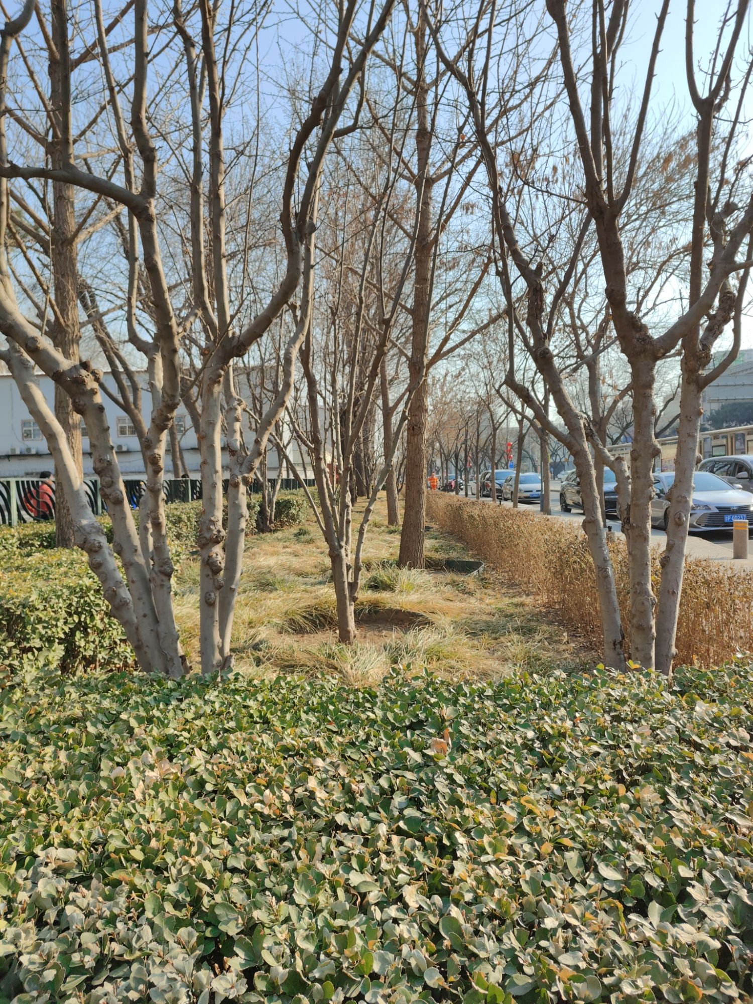 老来乐文化广场旅行图片