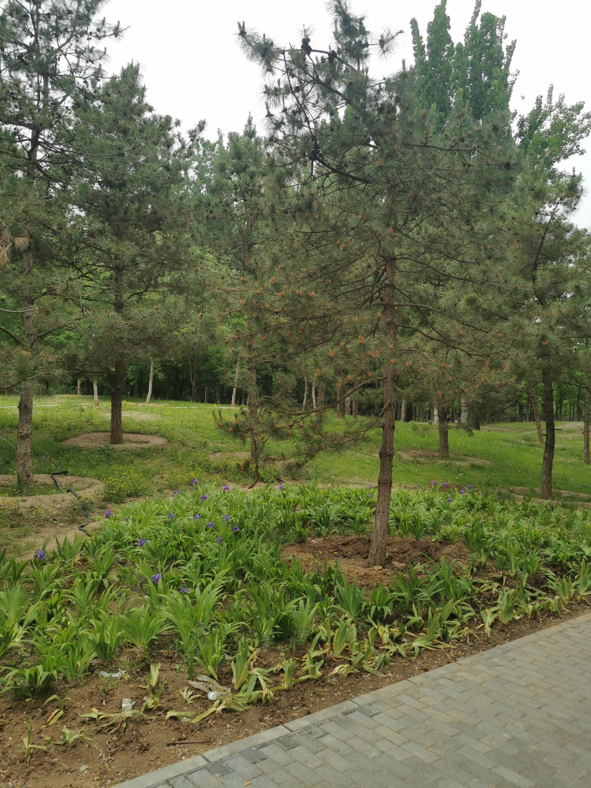 黄草湾郊野公园