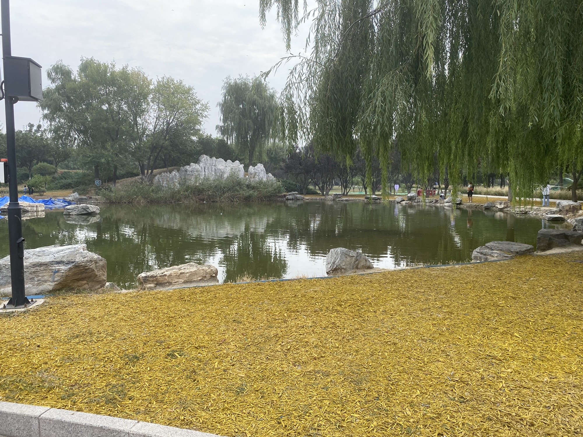 杜仲公园旅行图片